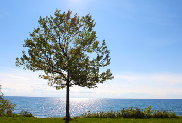 Single tree on the edge of lake