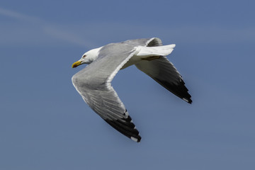 Gaviota volando (seagull flying)