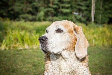 Beagle dog portrait.