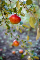 Red apples on apple tree branch.