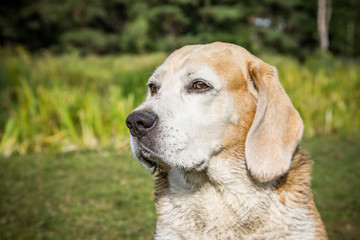 Beagle dog portrait.