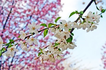 Cherry Blossom..