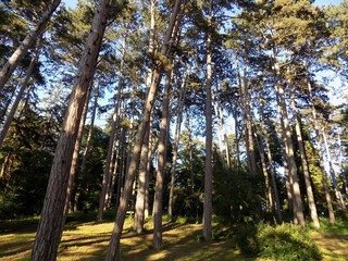 Pine forest