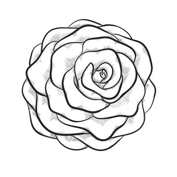 beautiful monochrome black and white rose isolated on white background