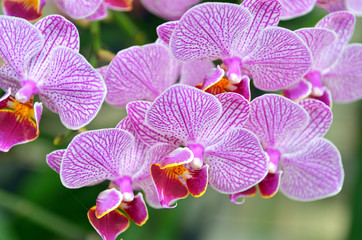 Obraz na płótnie Canvas Orchid flower..