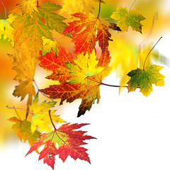 Naklejka na ściany i meble Goldener Herbst: Fallende, bunte Blätter :)