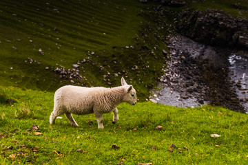 Obraz premium Lamb in Neist Point fields, isle of Skye, Scotland