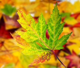 Fototapeta premium Herbstschönheit: Buntes Blatt :)