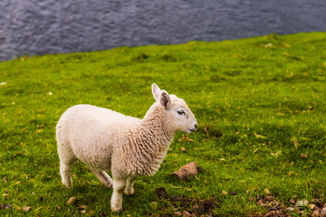 Lamb in Neist Point fields, isle of Skye, Scotland