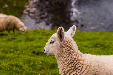 Fototapeta premium Lamb in Neist Point fields, isle of Skye, Scotland