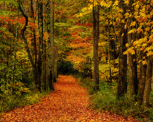 Fall Path