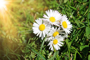 Sch&ouml;ne Wiese mit Kamillen