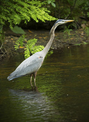 Vertical image of great blue heron, wading in Eightmile River.