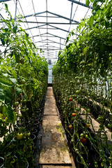 Tomatoes grow on the vine in a hothouse