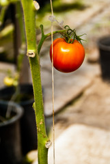 A single red tomato ripens on the vine