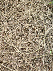 Roots with fertile soil background