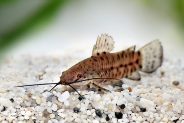 Port Hoplo Catfish Hoplosternum thoracatum aquarium fish 