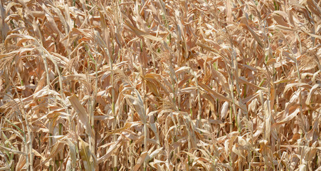 Thick-set of ripe corn plant as natural background.