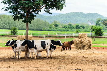 Obraz premium Cow & Horse