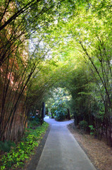 A path with dense bamboo groves on both sides..