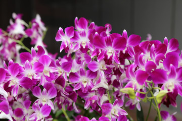 Fototapeta na wymiar Beautiful purple orchid in garden.