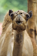 Fototapeta premium Camel..