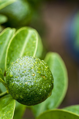 シークヮーサー