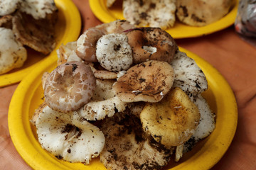 Wild mushroom sell in market thailand.