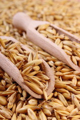 Organic oat grains with wooden spoon, healthy nutrition