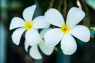 Flower in garden