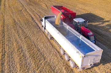 Filling the truck with wheat seeds