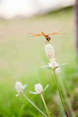 dragonfly