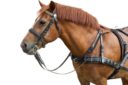 brown horse in harness  isolated on a white background