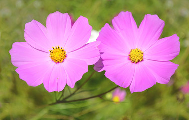 Fototapeta premium Two pink kosmeya flowers 