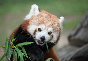 Obraz premium red panda portrait