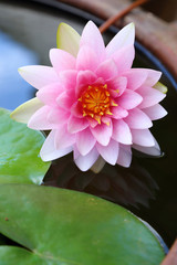 Beautiful pink lotus.