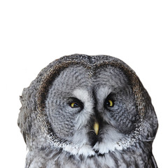 night owl