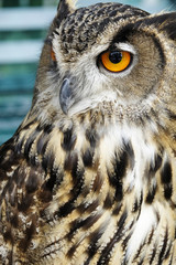 Portrait of brown owl