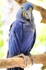 Portrait of Hyacinth Macaw Parrot - 89888930