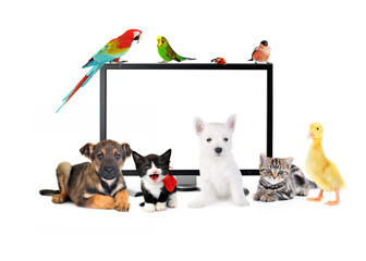 cute animals  near LCD  Monitor