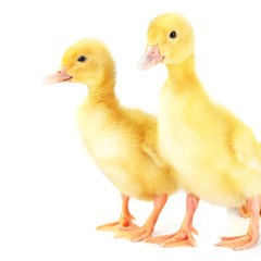 yellow fluffy ducklings