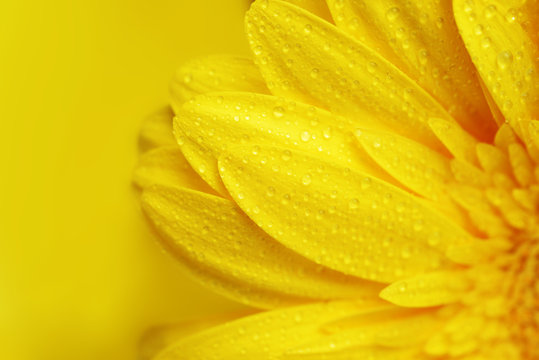 Fototapeta yellow  flower