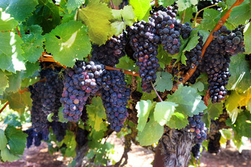 ripe bunches of sweet red grapes Isabella