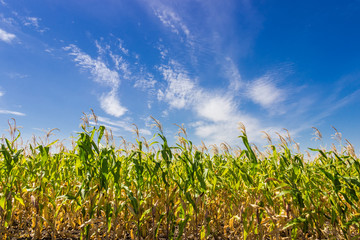 Sky with cirrus clouds over corn field