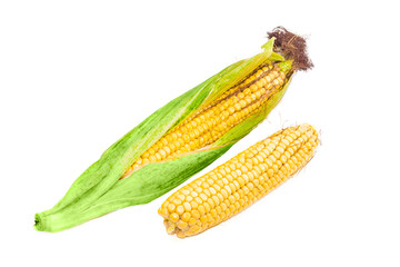 Two ears of young corn on a light background closeup