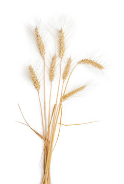 Several stems of wheat with spikelets on a light background