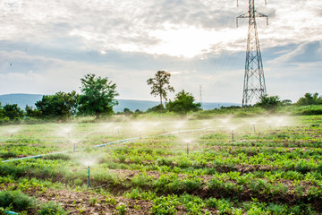 Obraz premium Sprinkler in farm
