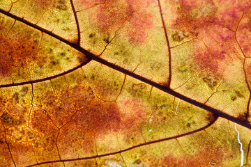 Fallen yellow maple leaf. texture, pattern,