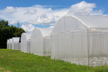 Greenhouse