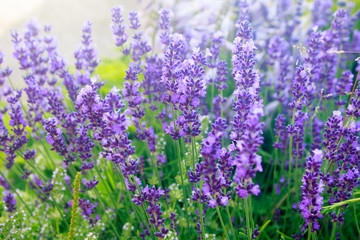 Fototapeta premium purple lavender in the garden 